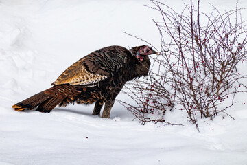 Eastern Wild Turkey feeding on a barberry bush in the snow
