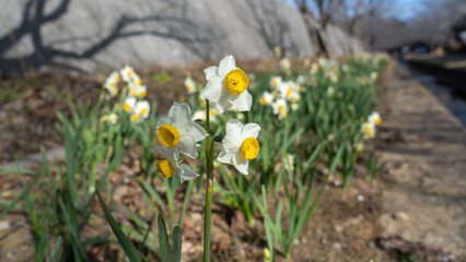 日本水仙の花