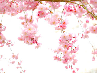美しいソフトピンクのシダレザクラ、庭の桜の花のクローズアップ、白背景にソフトフォーカスの枝垂れ桜