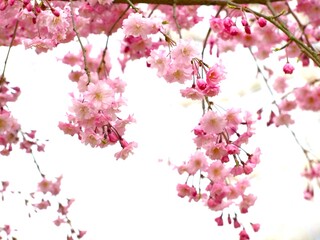 美しいピンクのシダレザクラ、庭の桜の花のクローズアップ、白背景に枝垂れ桜