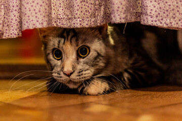 View of young Maine Coon cat under a drape