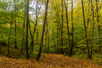 Fototapeta premium Hiking trail in Cesky kras nature protected area near Svaty Jan pod Skalou village, Czech Republic