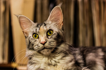 View of young Maine Coon cat