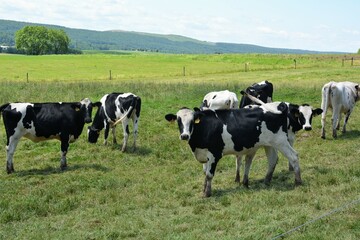 Fototapeta na wymiar cows in a field