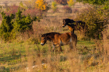 European wild horses (Equus ferus ferus) in Milovice Nature Reserve, Czech Republic