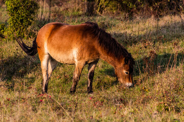 Naklejka na ściany i meble Wild horse (Equus ferus) in a reserve near Milovice, Czechia