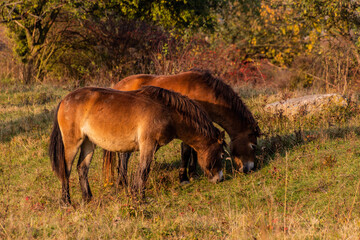 Wild horses (Equus ferus) in a reserve near Milovice, Czechia