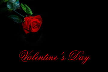Rose rouge sur fond noir avec texte "Saint Valentin" en anglais