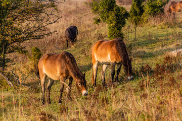 Naklejka na ściany i meble Wild horses (Equus ferus) in a reserve near Milovice, Czechia