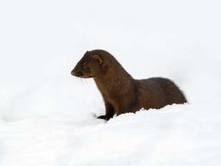 American Mink standing on snow in winter