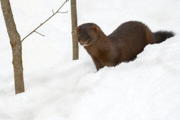 American Mink standing on snow in winter