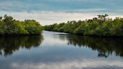 Fototapeta na wymiar mangroves in Florida. The Florida mangroves ecoregion, of the mangrove forest biome, comprise an ecosystem along the coasts of the Florida peninsula, and the Florida Keys. Four major species