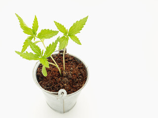 Cannabis seedling growing in potted isolated on a white background.