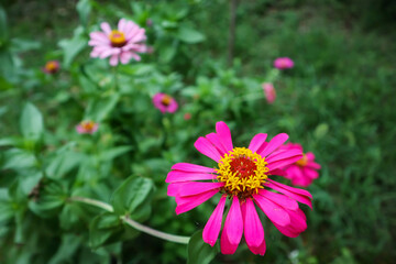 Obraz premium pink cosmos flower