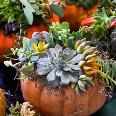 Succulents on Top of Pumpkins Floral Arrangement
