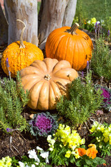 Pumpkins and Gourds in the Landscape