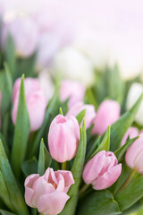 Pink tulip background, spring season concept, outdoor day light