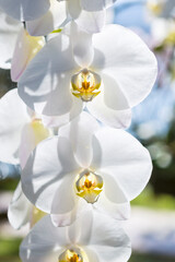 Fototapeta na wymiar White orchid flower over blurred nature background, outdoor day light, spring season garden