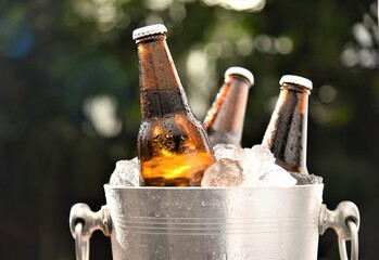 bottles of beer chilled in ice bucket