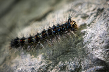 caterpillar on a rock