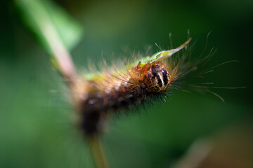 caterpillar on a leaf