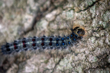caterpillar on a rock