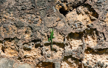 lizard on the stone