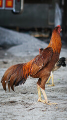 rooster in the farm