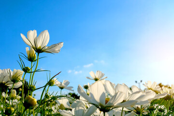 Cosmos flowers in the garden, bright and beautiful sky background