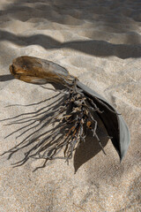 dead sea urchin