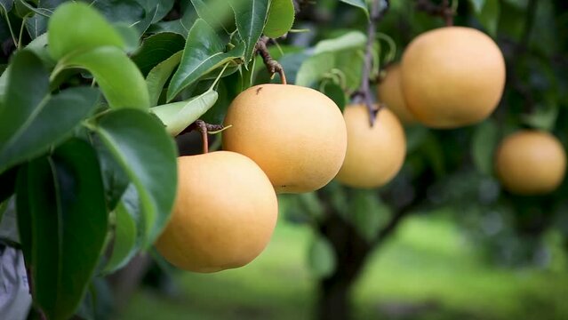 Location in Gangwon-do, South Korea
orchard Korean pear harvest