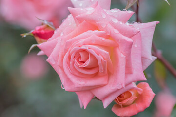 バラの花　優しい色彩の薔薇