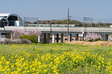 春旅　桜、菜の花、電車