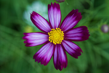 Soft focus cosmos flowers in the garden.Field of blooming colorful flowers on a outdoor park.Selective focus.