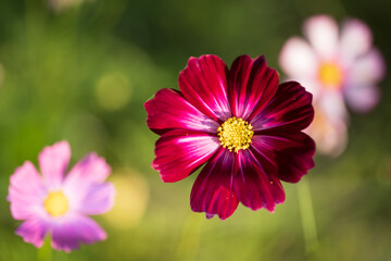 Obraz premium Soft focus cosmos flowers in the garden.Field of blooming colorful flowers on a outdoor park.Selective focus.