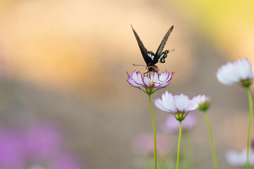 Soft focus cosmos flowers in the garden.Field of blooming colorful flowers on a outdoor park.Selective focus.