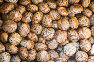 Brown rubber tree seeds