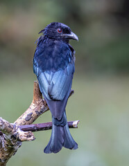 Nature wildlife image of Bronze Drongo bird (Dicrurus aeneus) perching on tree branch