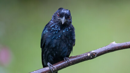 Nature wildlife image of Bronze Drongo bird (Dicrurus aeneus) perching on tree branch