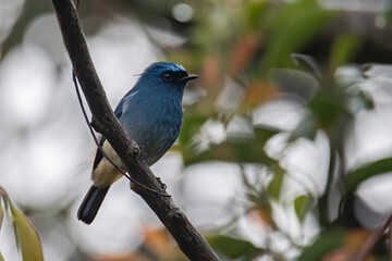 Beautiful blue color bird known as Indigo Flycatcher (Eumyias Indigo) on perch at nature habits in...