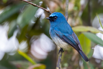 Beautiful blue color bird known as Indigo Flycatcher (Eumyias Indigo) on perch at nature habits in...