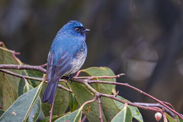 Beautiful blue color bird known as Indigo Flycatcher (Eumyias Indigo) on perch at nature habits in...