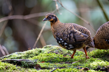 Nature wildlife image of bird red-breasted partridge also known as the Bornean hill-partridge It is endemic to hill and montane forest in Borneo