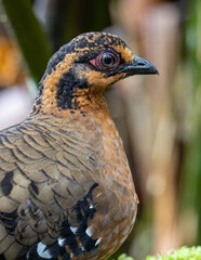 Nature wildlife image of bird red-breasted partridge also known as the Bornean hill-partridge It is endemic to hill and montane forest in Borneo