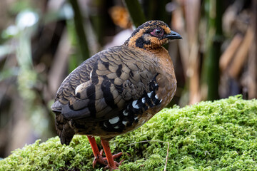 Nature wildlife image of bird red-breasted partridge also known as the Bornean hill-partridge It is endemic to hill and montane forest in Borneo