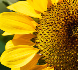 Close up sunflower blooming in the field.Beautiful sunflower on a sunny day.Yellow flower garden with a natural background. Selective focus.