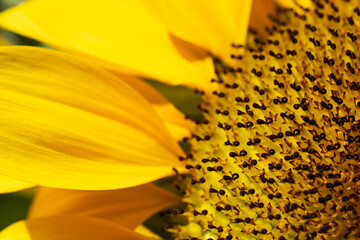 Close up sunflower blooming in the field.Beautiful sunflower on a sunny day.Yellow flower garden with a natural background. Selective focus.