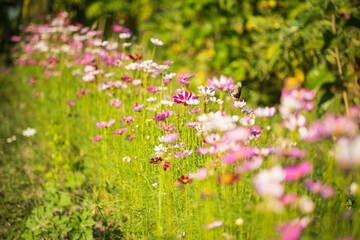 Soft focus cosmos flowers in the garden.Field of blooming colorful flowers on a outdoor park.Selective focus.