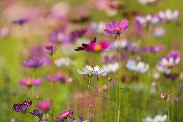Soft focus cosmos flowers in the garden.Field of blooming colorful flowers on a outdoor park.Selective focus.