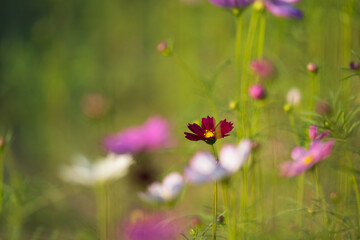 Soft focus cosmos flowers in the garden.Field of blooming colorful flowers on a outdoor park.Selective focus.